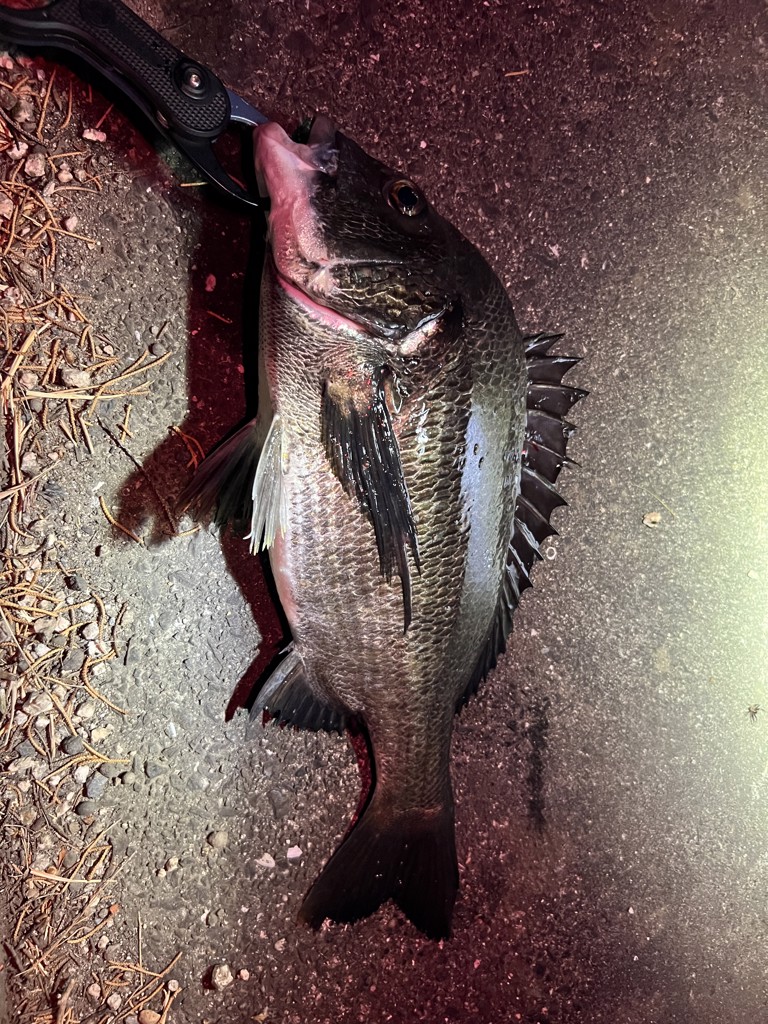 フィッシュマン ビームス エクスパン 7.10LHTS モバイルロッド - 釣具