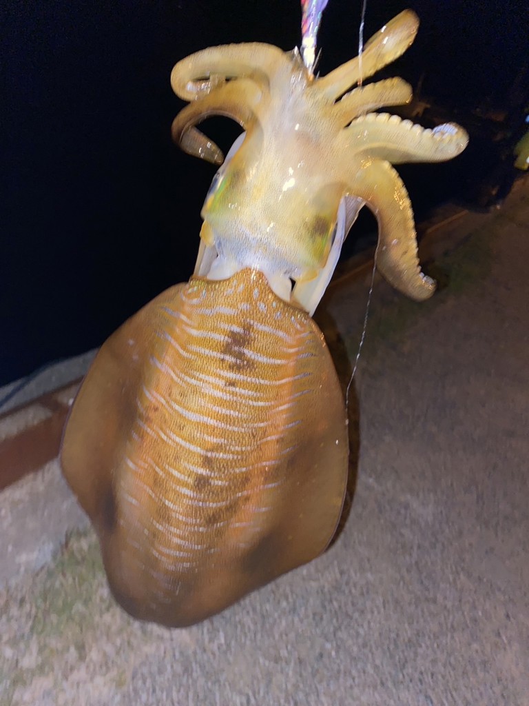 投稿写真