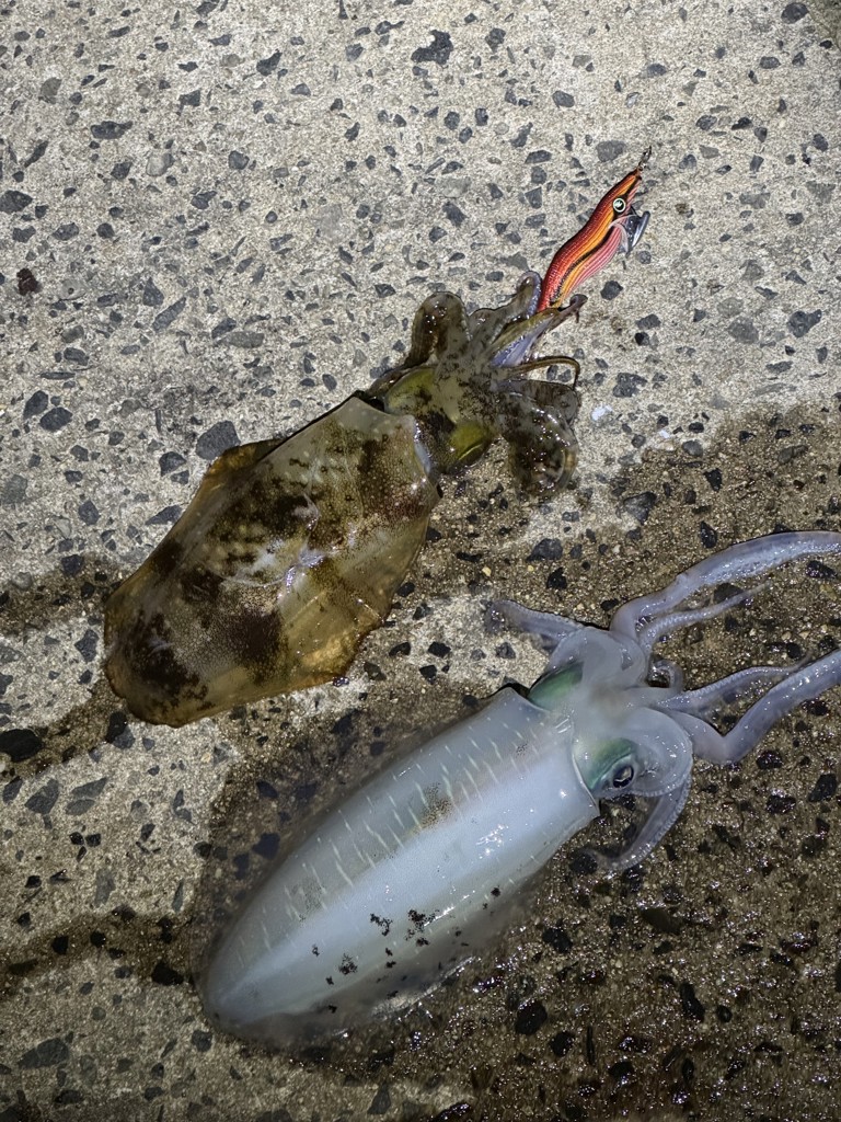 投稿写真