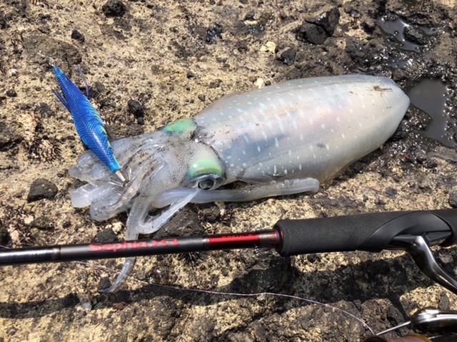 シマノ セフィア XR S76UL-S [2021年モデル] - 釣具のポイント 【公式