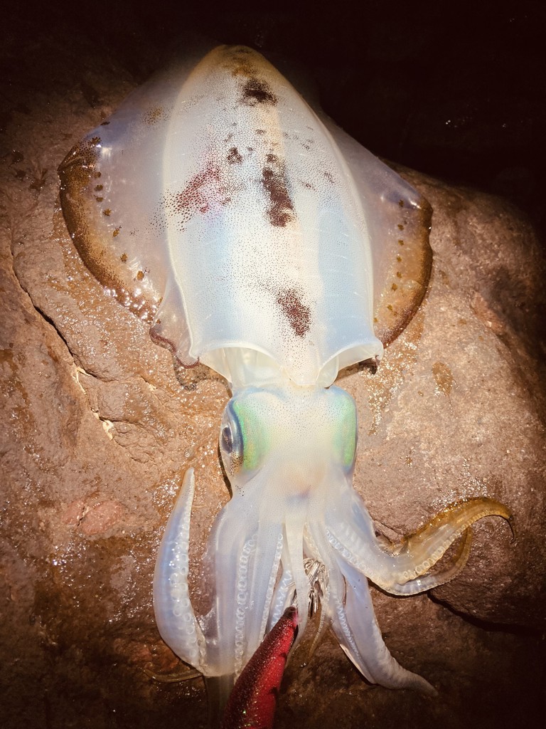 投稿写真