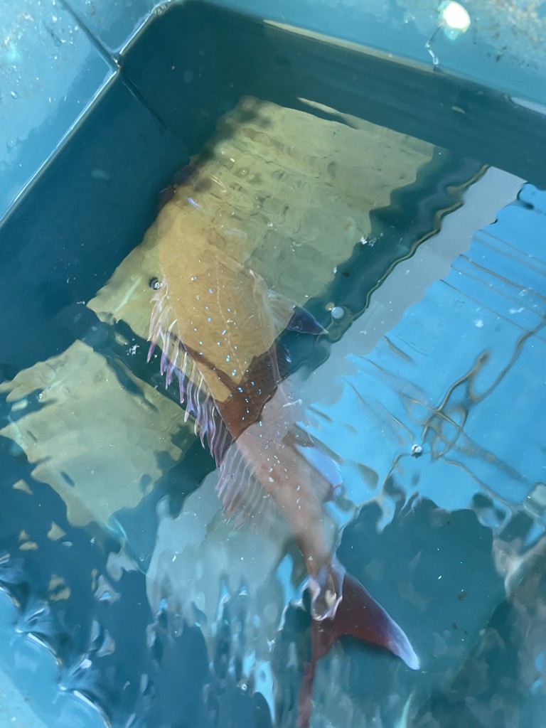 投稿写真