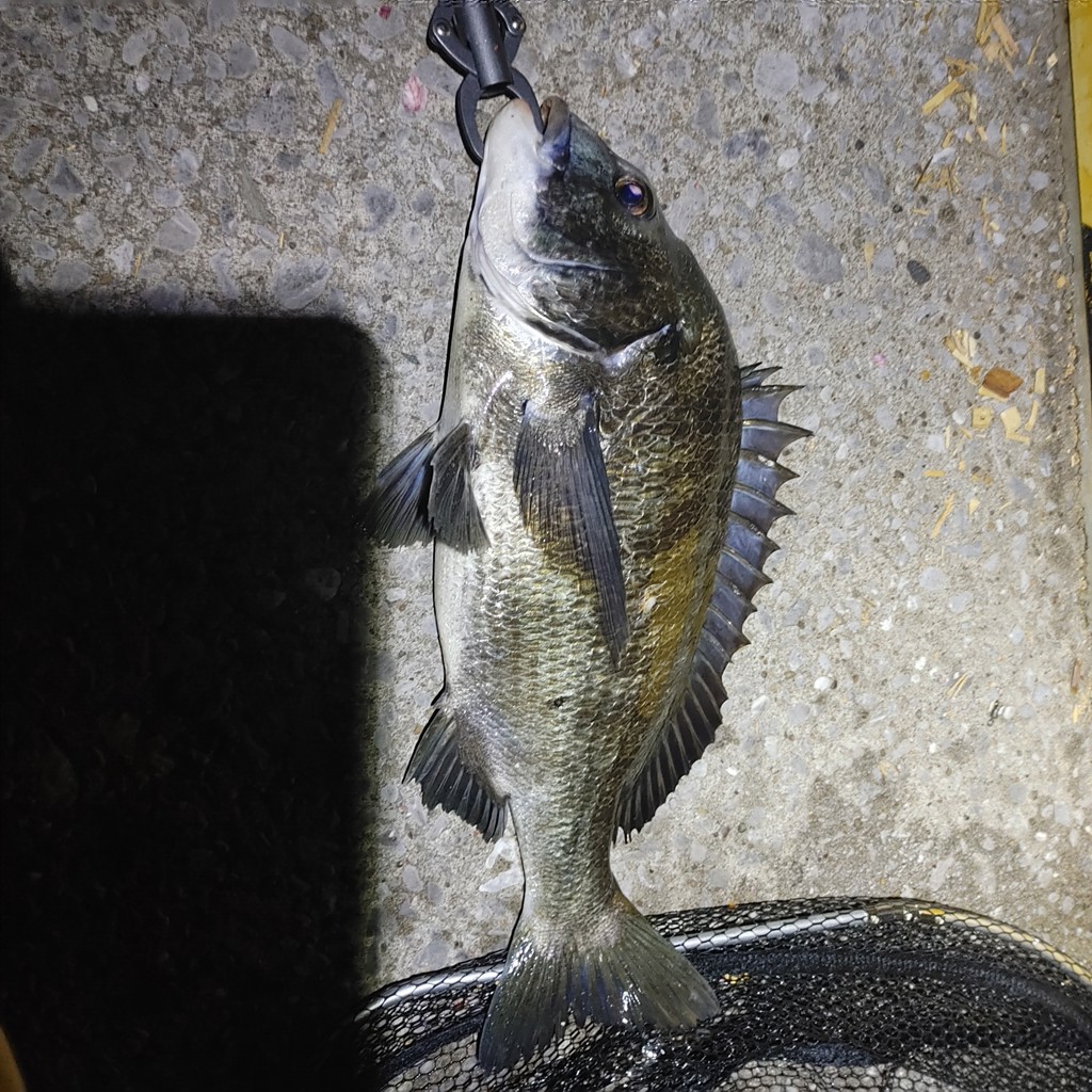 シマノ ベイシス 0.8-530 23年追加モデル - 釣具のポイント 【公式