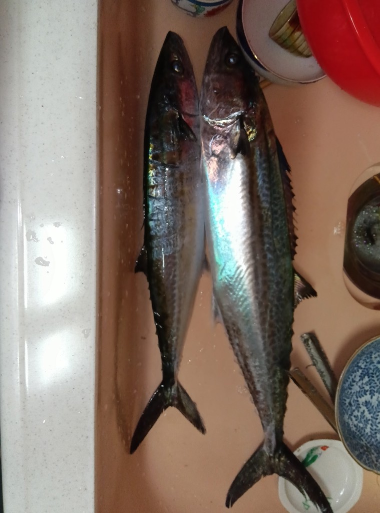 投稿写真