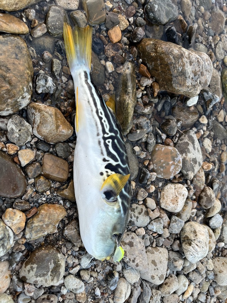 投稿写真