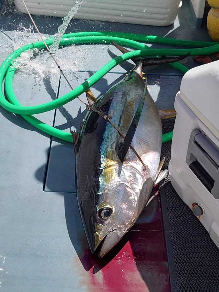 シマノ ストラディック SW 14000XG 22年追加モデル - 釣具のポイント