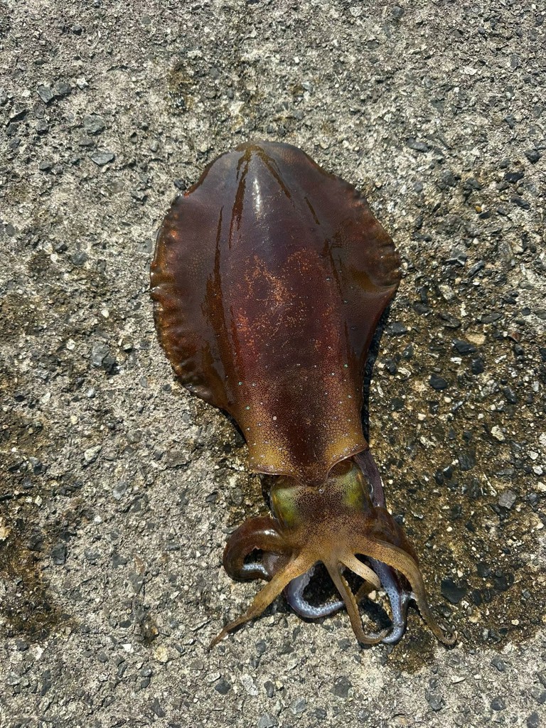 投稿写真