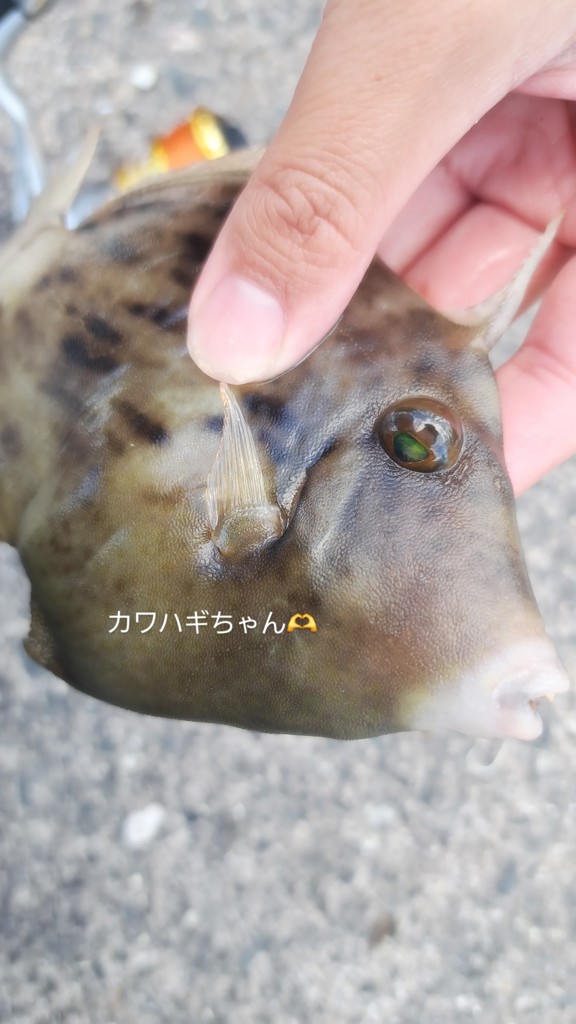 現行モデル 未使用 22 紅牙 X 69MB-S ダイワ タイラバ 鯛ラバ DAIWA（ダイワ） 22 紅牙X 69MB-S タイラバロッド 竿 ロッド 釣り