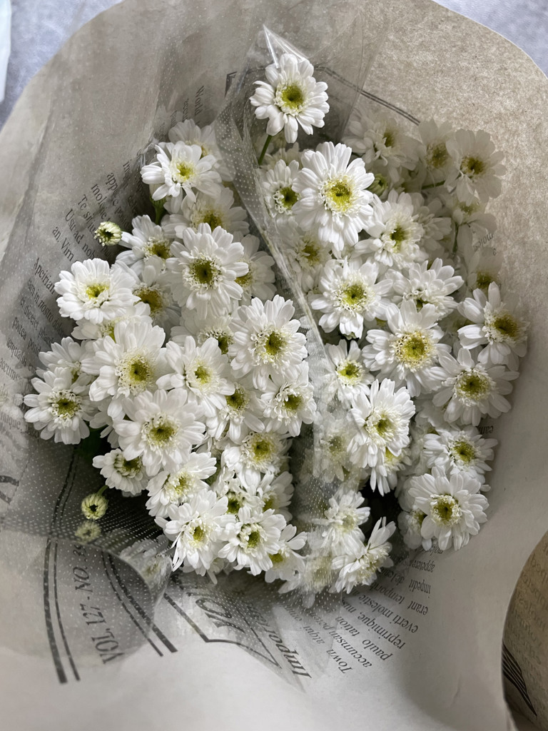 生花】マトリカリア(八重咲き) ダブルラテ【白/50cm/千葉県】｜Flower