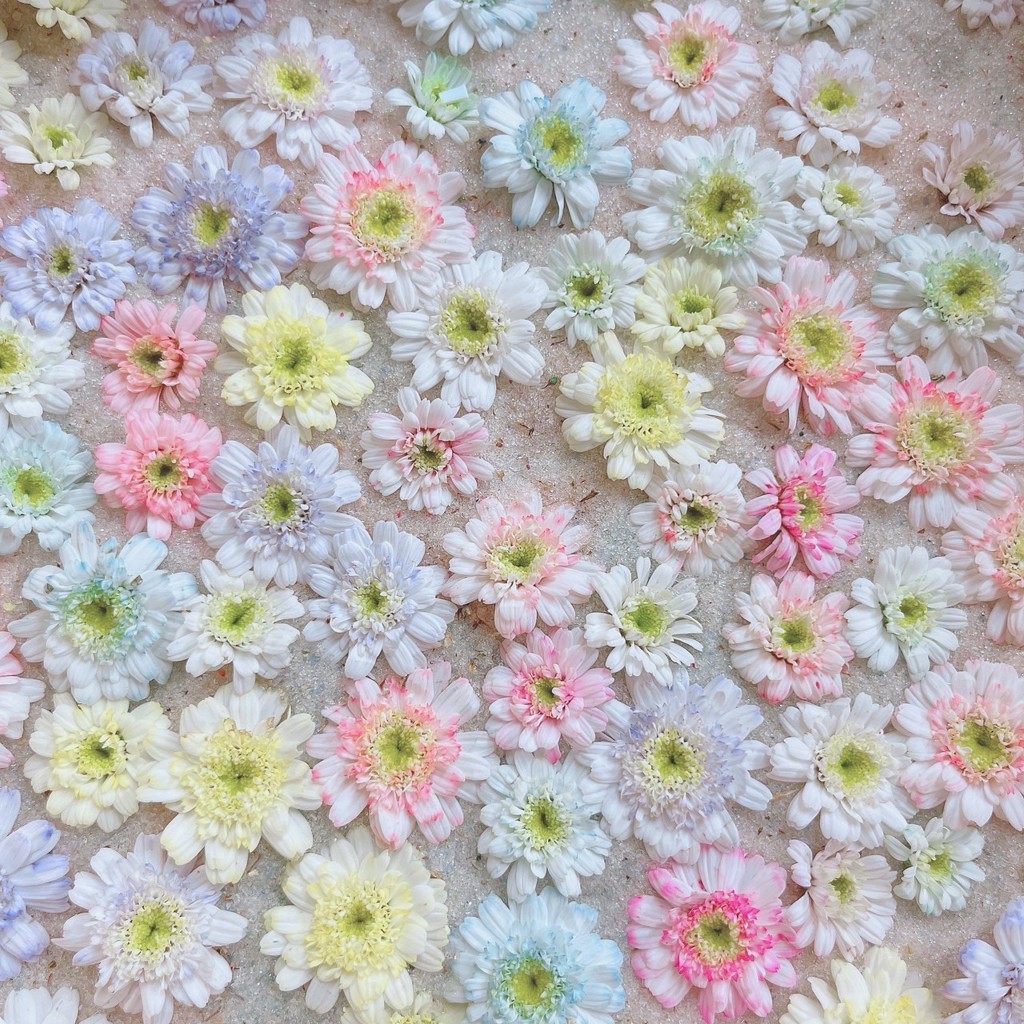 生花】マトリカリア(八重咲き) ダブルラテ【白/50cm/千葉県】｜Flower