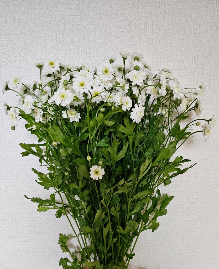 生花】マトリカリア(八重咲き) ダブルラテ【白/50cm/千葉県】｜Flower