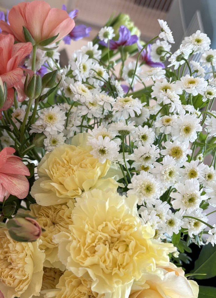 生花】マトリカリア(八重咲き) ダブルラテ【白/50cm/千葉県】｜Flower