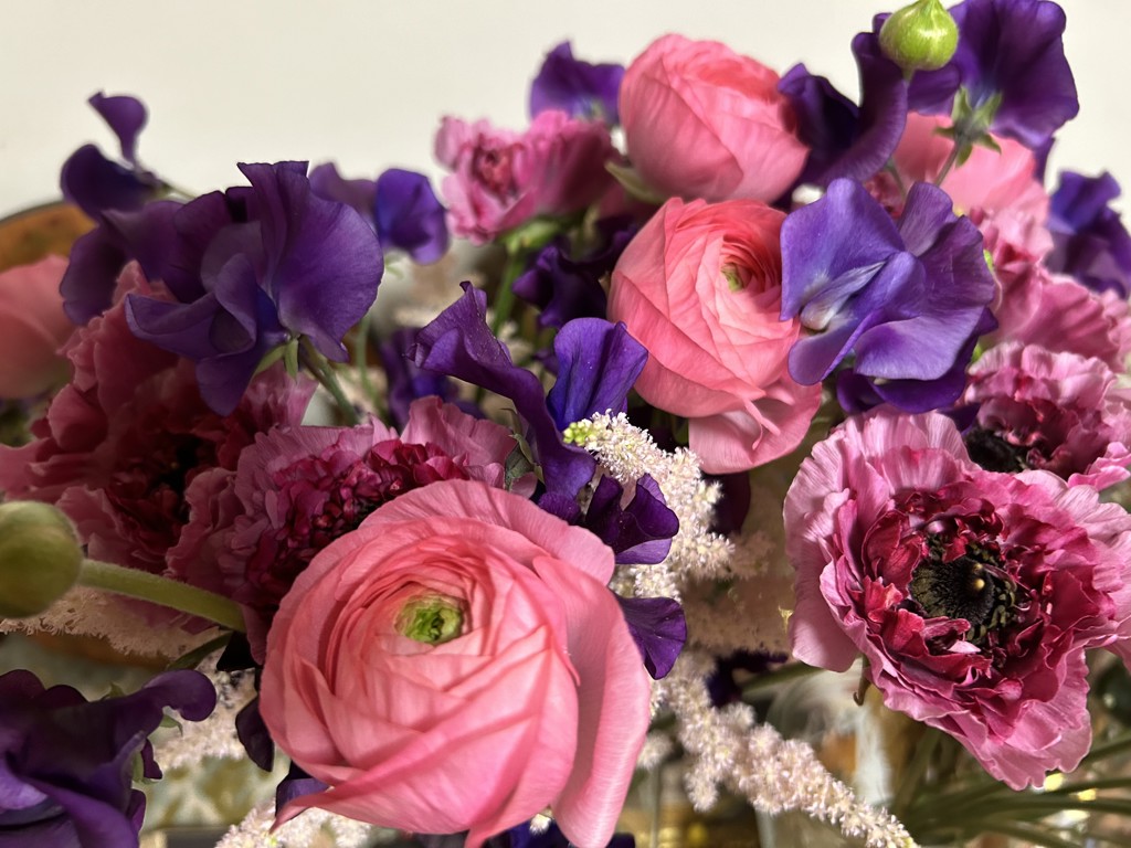 生花】ラナンキュラス 竜宮さんご【ピンク/50cm/香川県】｜Flower