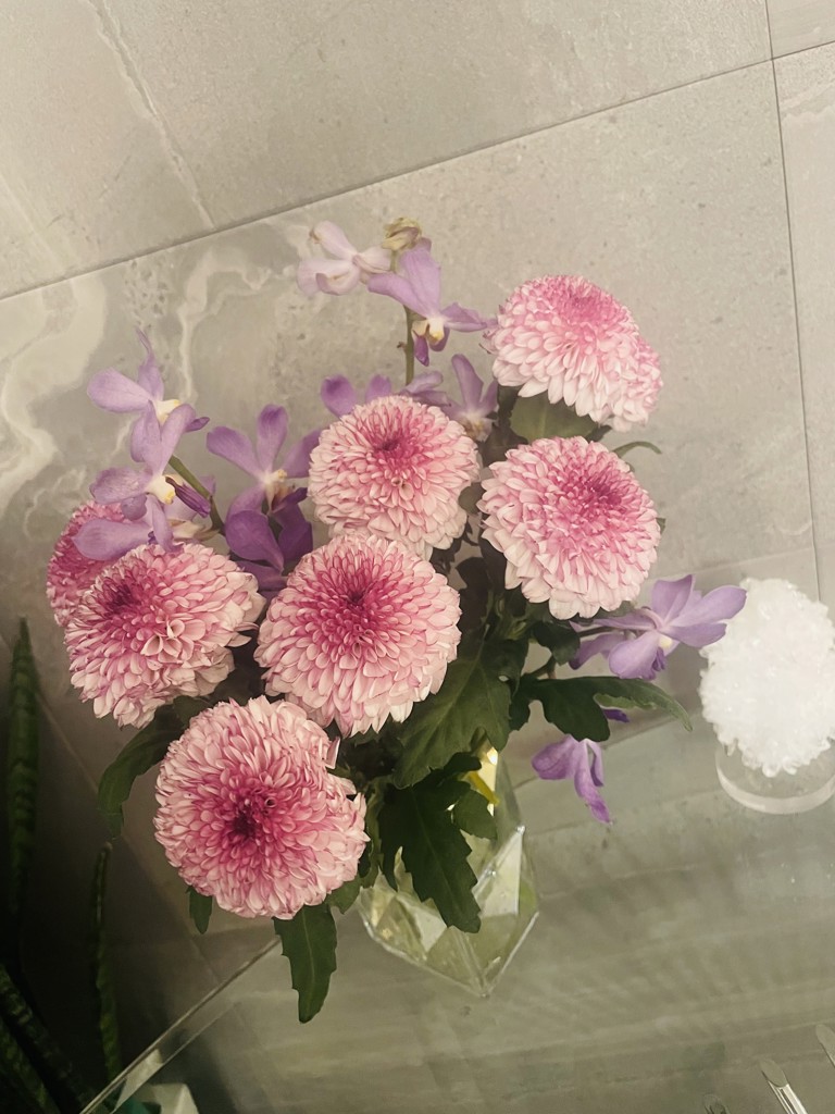 生花】菊(ピンポンマム)ピンク 品種おまかせ【60cm/マレーシア 生花】菊(ピンポンマム)ピンク 品種おまかせ【60cm/マレーシア