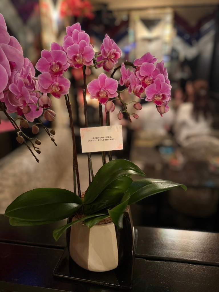 ミディ胡蝶蘭 ピンク 3本立ち モノトリコ鉢（5.5号）｜Flower Smith