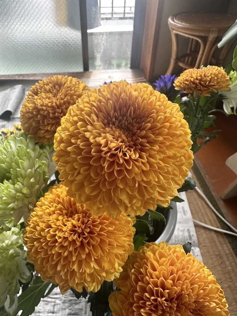 生花】菊(ディスバッドマム)オレンジ 品種おまかせ【60cm/マレーシア
