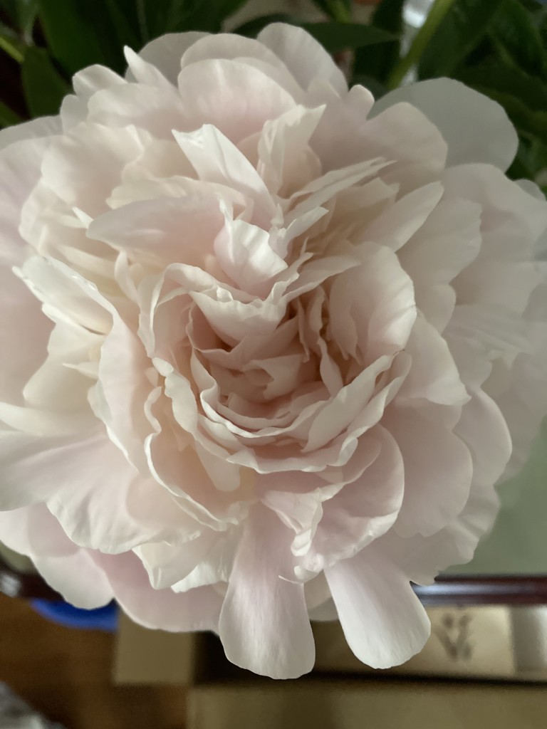 生花】芍薬 滝の粧【薄ピンク/70-80cm/長野県】｜Flower Smith Market
