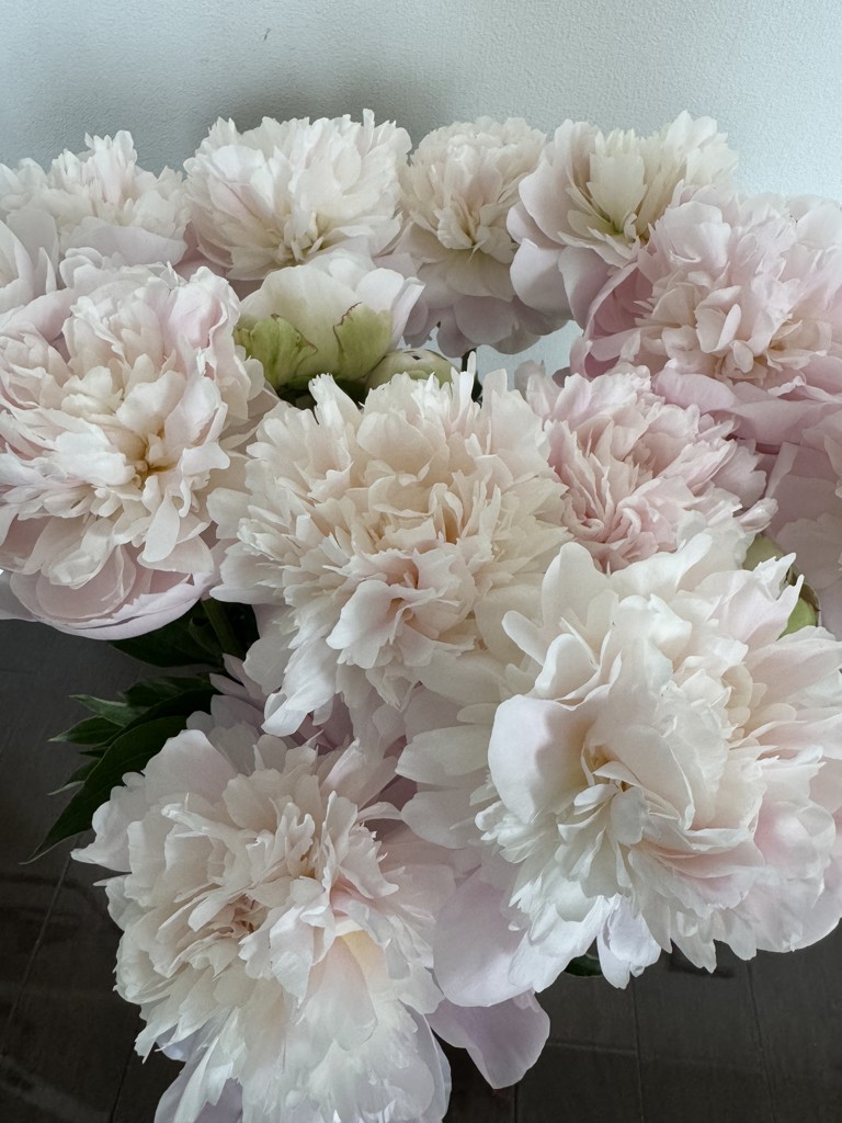 生花】芍薬 滝の粧【薄ピンク/70-80cm/長野県】｜Flower Smith Market