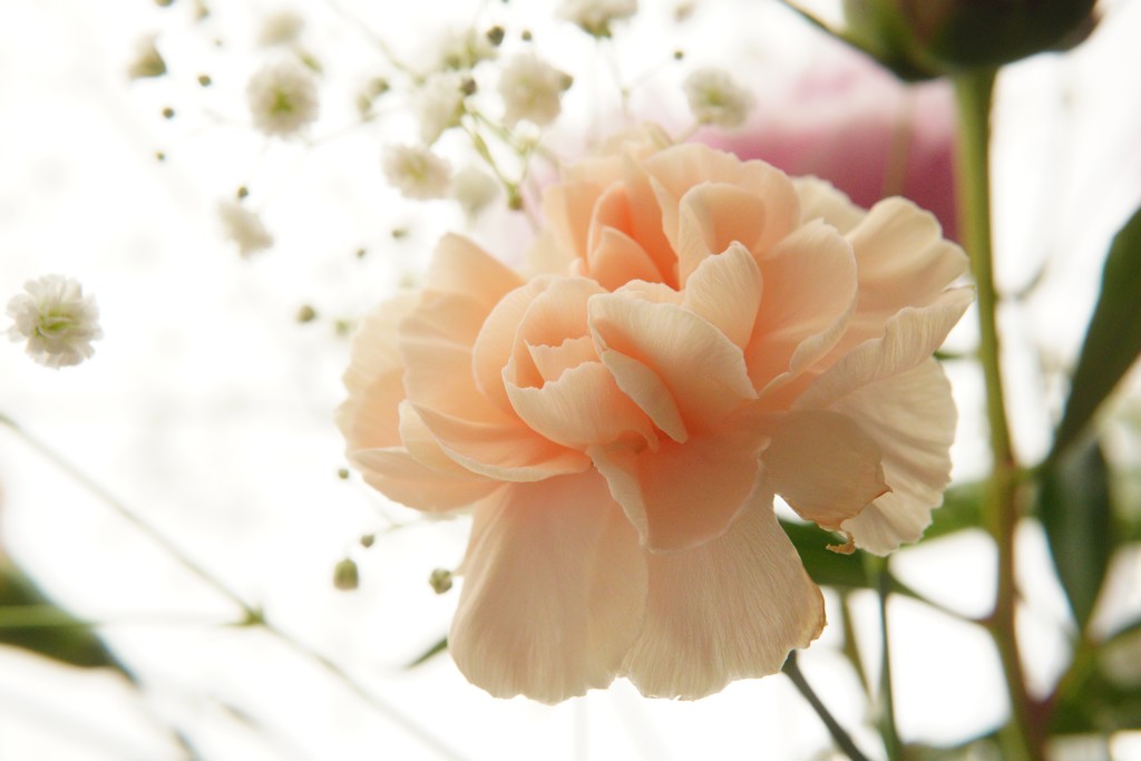 カーネーションさん専用 生花】国産SPカーネーション アフォガード(ベージュピンク系