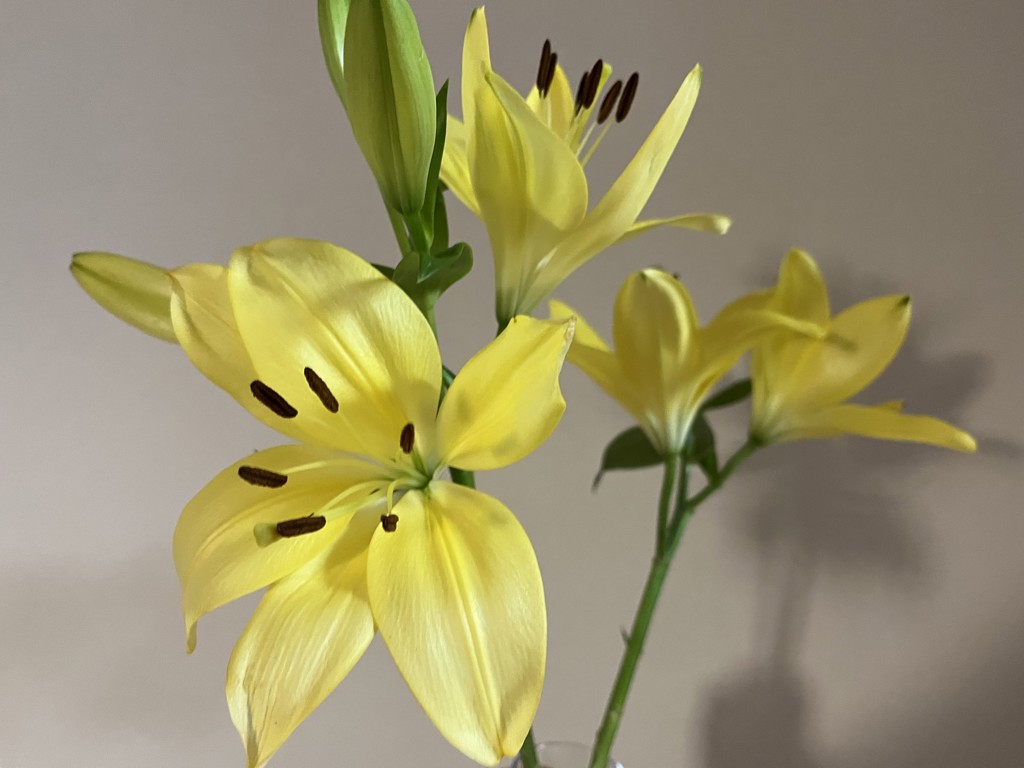 生花】ユリ(LA)黄 品種おまかせ【70cm/埼玉県】｜Flower Smith Market