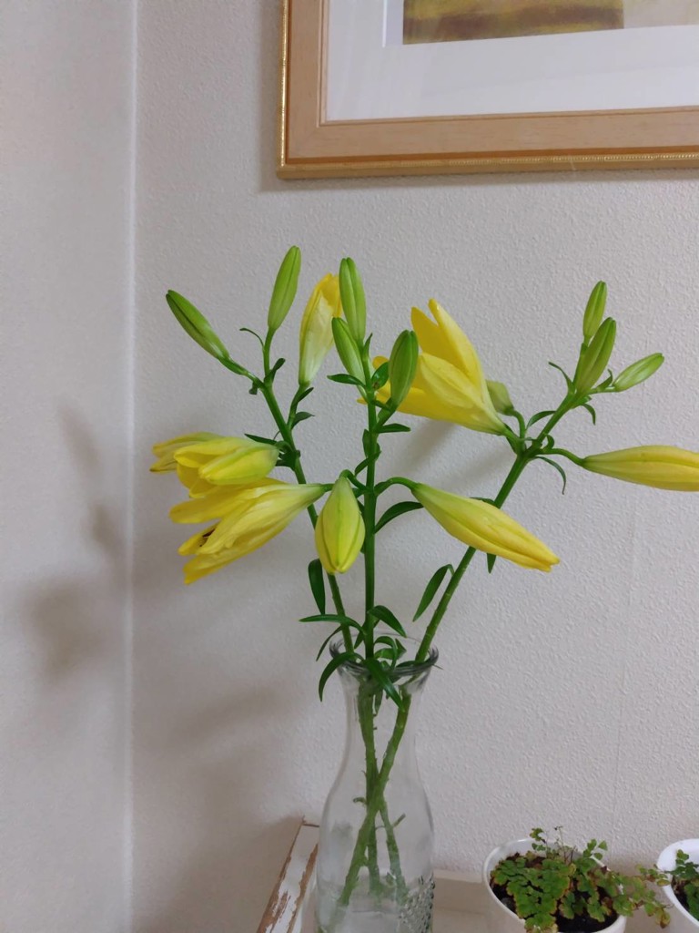 生花】ユリ(LA)黄 品種おまかせ【70cm/埼玉県】｜Flower Smith Market