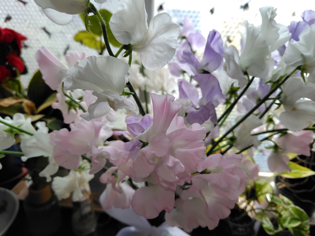 生花】スイートピー(白) 品種おまかせ【50cm/愛知県】｜Flower Smith