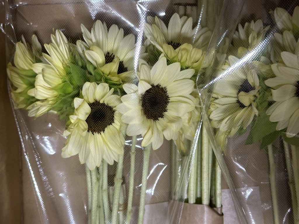 生花】ひまわり ホワイトナイト【クリーム/60cm/千葉県