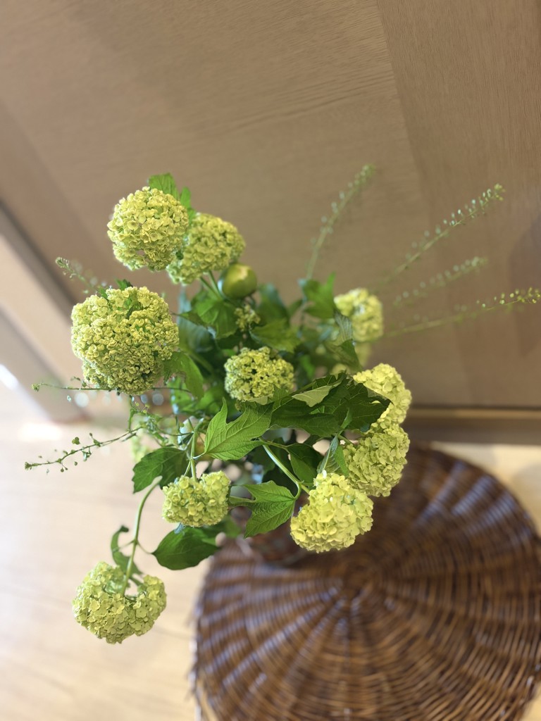 生花】ビバーナム スノーボール【白/70cm/愛媛県】｜Flower Smith