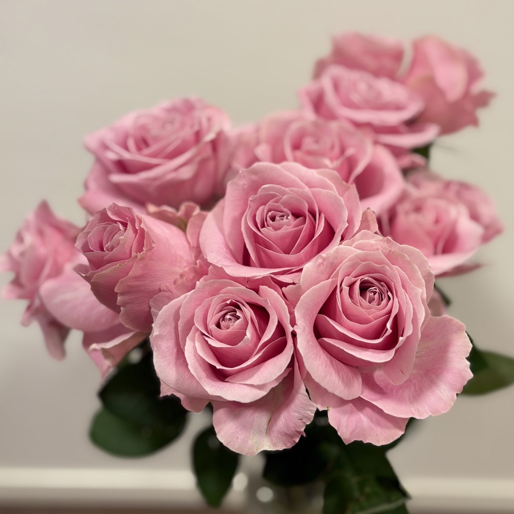 生花】バラ ピンクアヴァランチェ＋【60cm/愛知県】｜Flower Smith