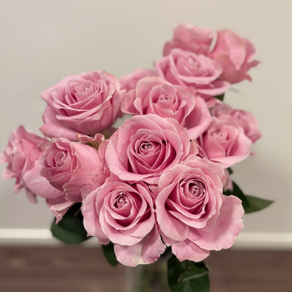 生花】バラ ピンクアヴァランチェ＋【60cm/愛知県】｜Flower Smith