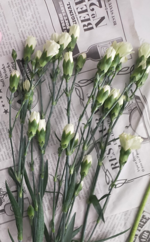 生花】スプレーカーネーション ラスカルグリーン【緑/60cm/愛知県