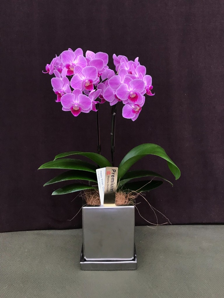 ミディ胡蝶蘭 ピンク 2本立ち クローム鉢（4号）｜Flower Smith Gift