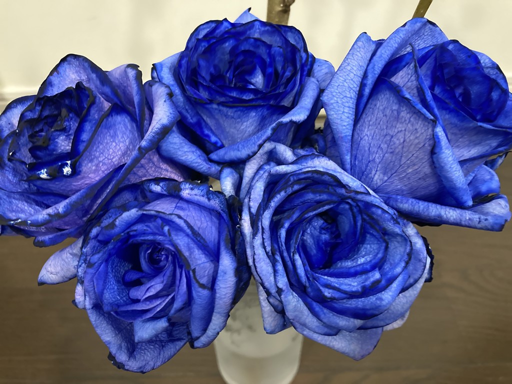 生花】バラ アヴァランチェロイヤルブルー【青/70cm/静岡県】｜Flower