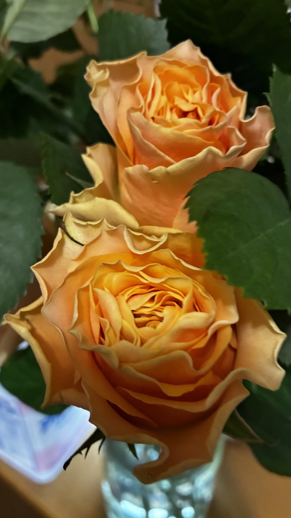 生花】バラ(オレンジ) 品種おまかせ【60cm/愛知県】｜Flower Smith