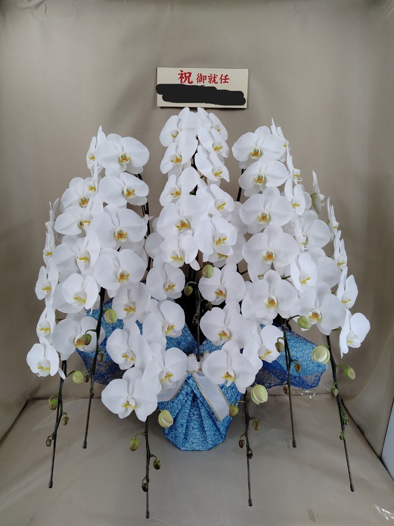 胡蝶蘭 大輪 白 7本立ち 98輪以上｜Flower Smith Gift（フラワースミス