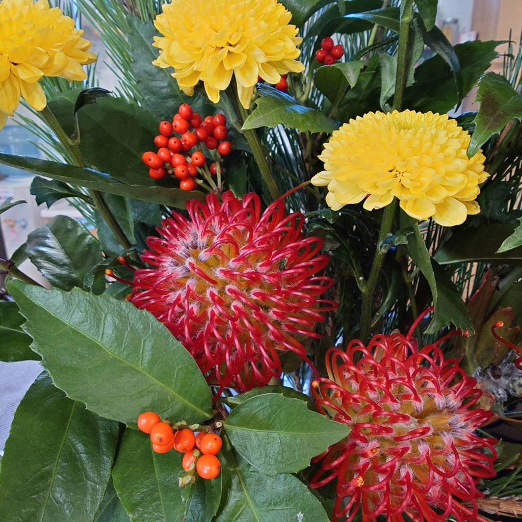 生花】ピンクッション(赤) 品種おまかせ【50cm/南アフリカ