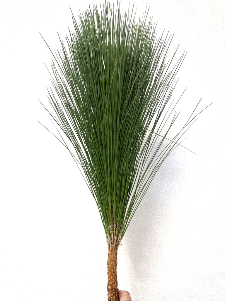 生花】マツ 大王松【緑/70cm/茨城県】｜Flower Smith Market（フラワー