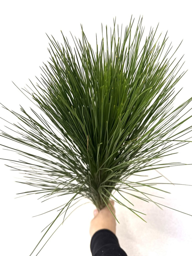 生花】マツ 大王松【緑/70cm/茨城県】｜Flower Smith Market（フラワー