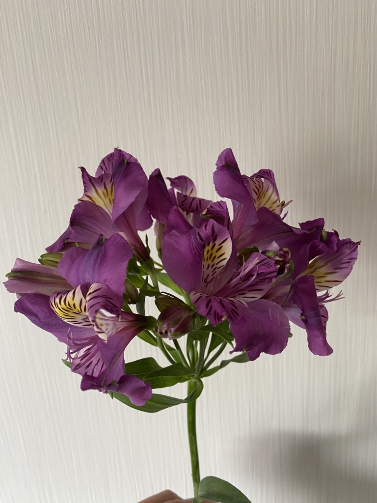 専用 紫色のカーネーションとアルストロメリア 4セット 10月下旬出品 専用 紫色のカーネーションとアルストロメリア 4セット 10月下旬出品