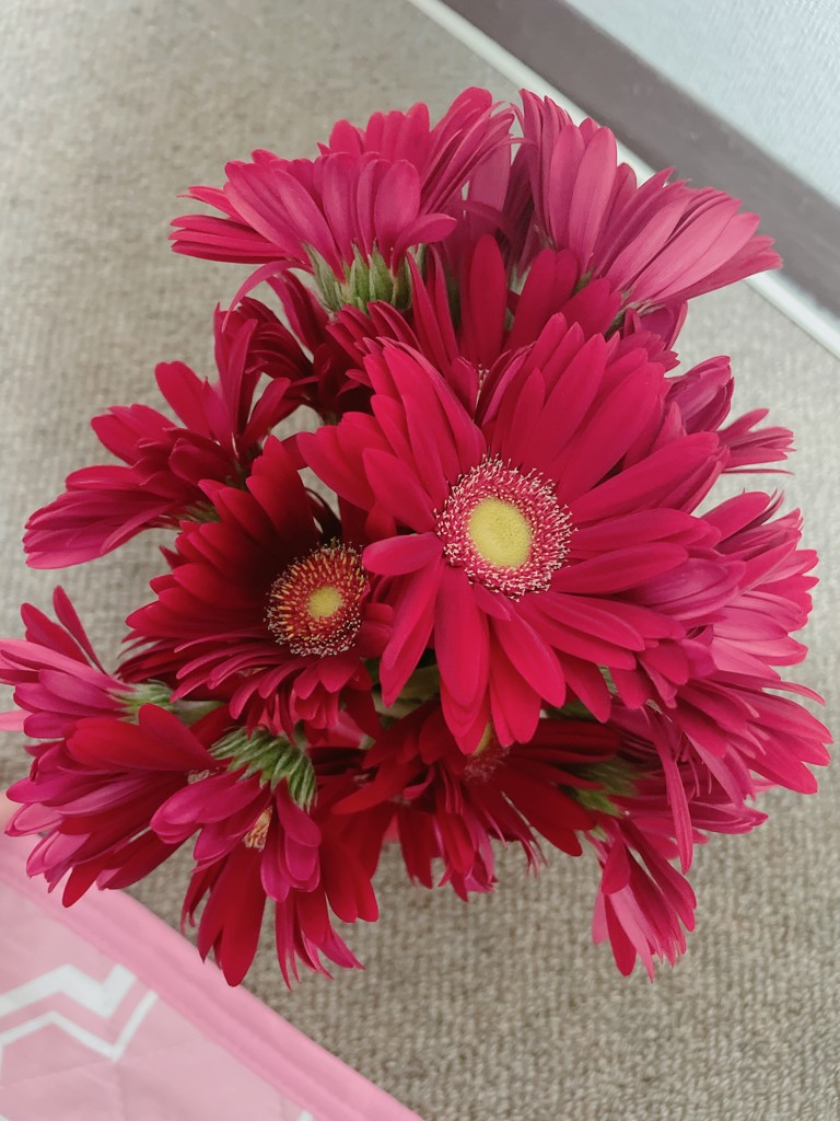 生花】ガーベラ(赤) 品種おまかせ【60cm/静岡県】｜Flower Smith
