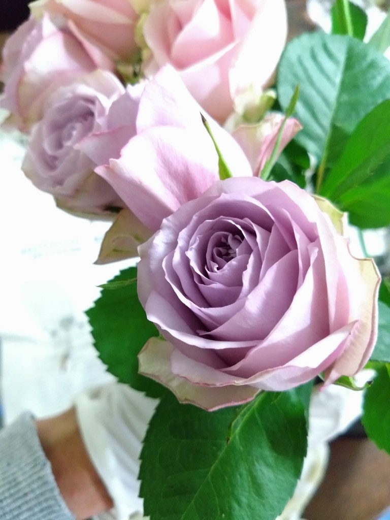 生花】バラ ライラッククラシック【薄紫/60cm/山形県】｜Flower Smith