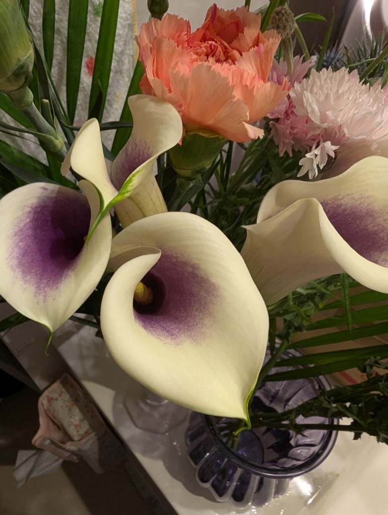 紫陽花　切花　ピカソ　クラシック　2本 生花】カラー ピカソ【白紫/50cm/福島県】｜Flower Smith Market