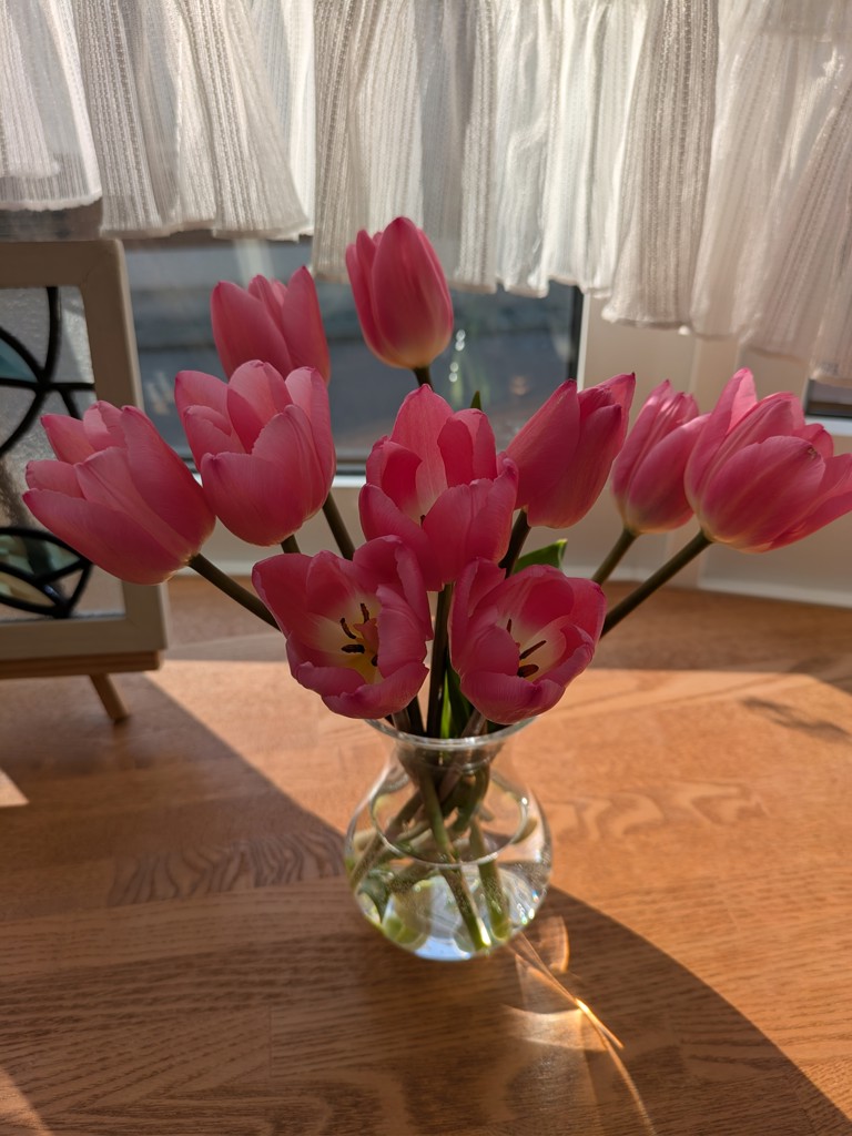 生花】チューリップ クリスマスドリーム【ピンク/40cm/新潟県