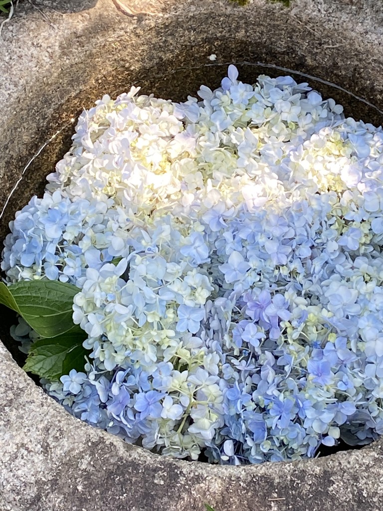 生花】アジサイ(青) 品種おまかせ【40-50cm/東京都(伊豆大島