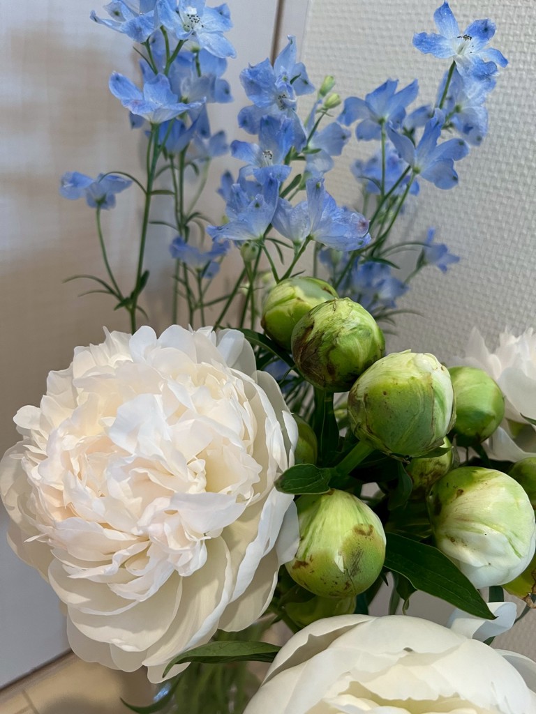 深山の雪 生花】芍薬 深山の雪【白/70cm/長野県】｜Flower Smith Market