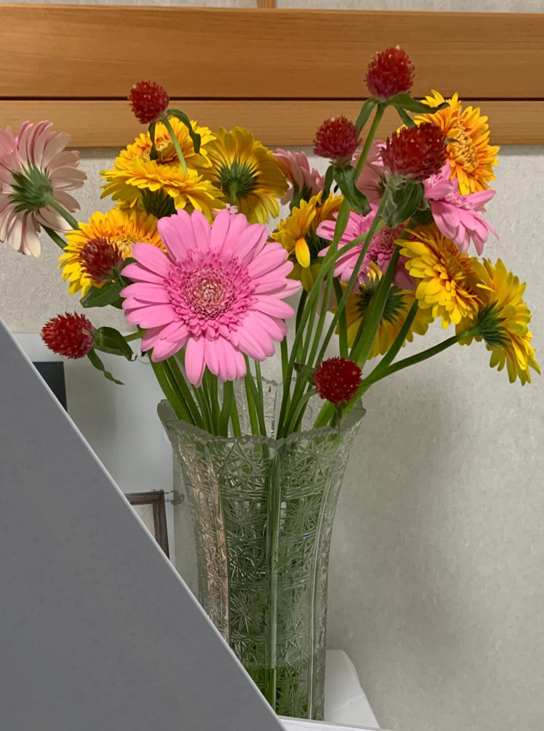 生花】センニチコウ ストロベリーフィールド【赤/50cm/宮崎県