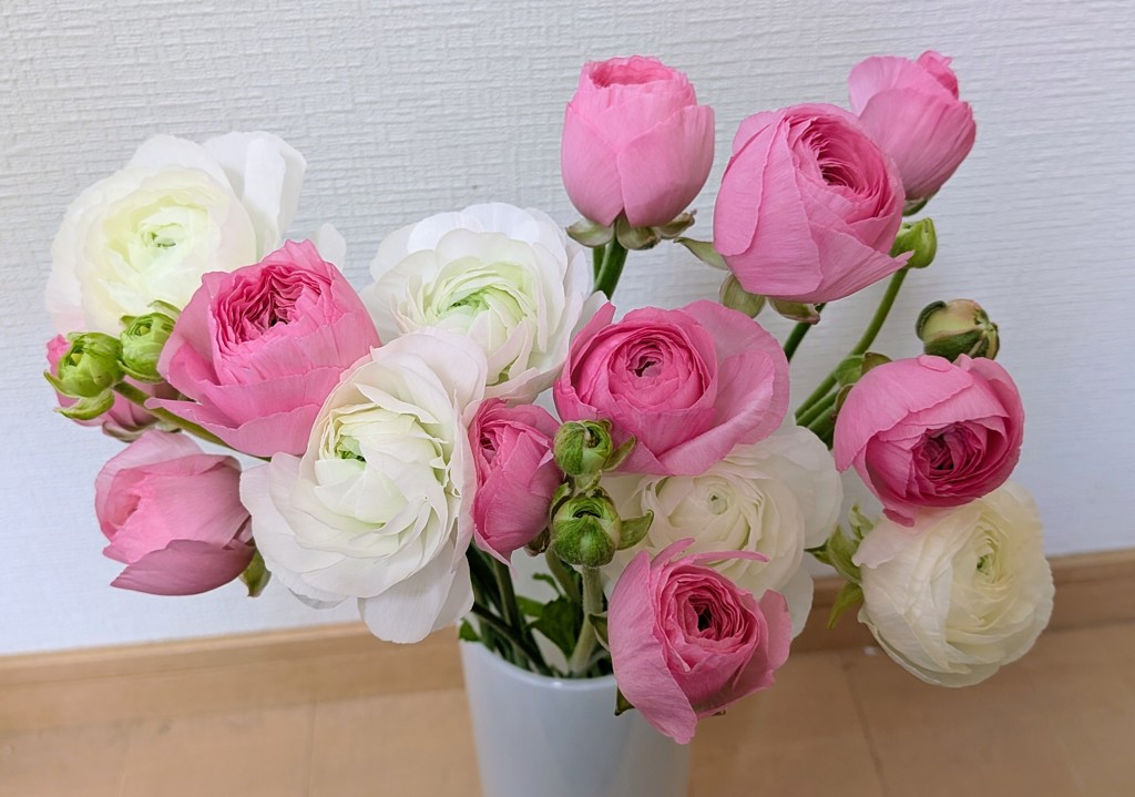 生花】ラナンキュラス(ピンク) 品種おまかせ【50cm/長野県】｜Flower