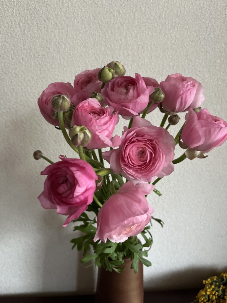 生花】ラナンキュラス(ピンク) 品種おまかせ【50cm/長野県】｜Flower
