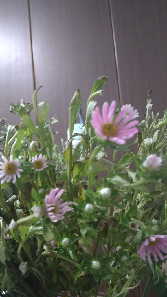 生花】アスター(ピンク) 品種おまかせ【60cm/福岡県】｜Flower Smith