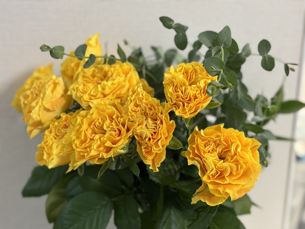 生花】バラ(ロゼット咲き)オレンジ 品種おまかせ【50cm/山形県